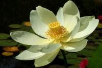 indische Lotusblume.jpg